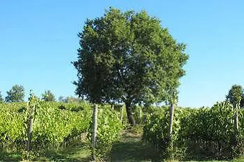 Tenuta Saiano Resort Torriana